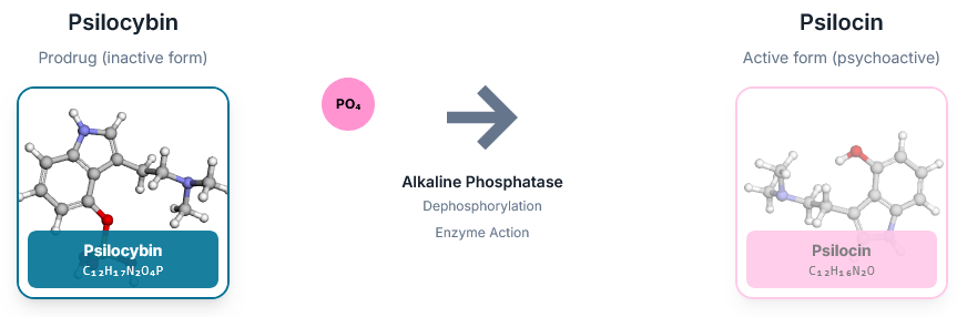 omzetting psilocybine naar psilocine